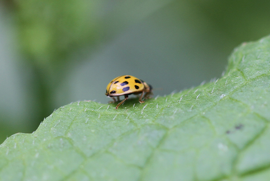 Propylea quatuordecimpunctata una domanda.